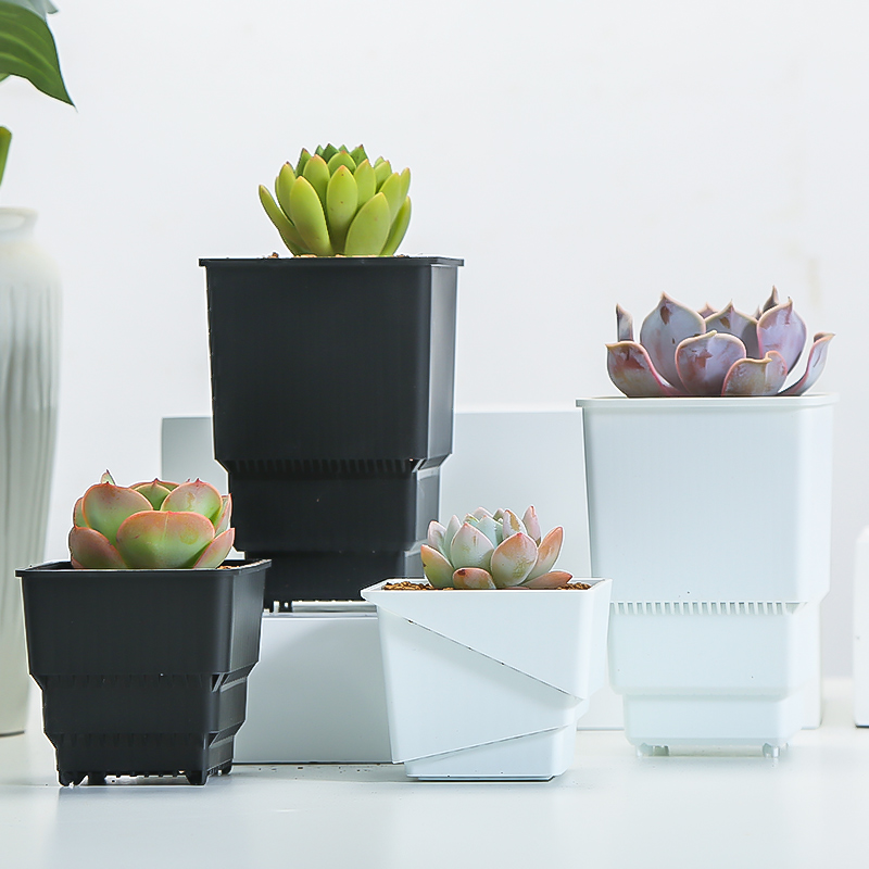 Meshpot Succulent Pot Plastic  - Cactus Mix Pot review and price
