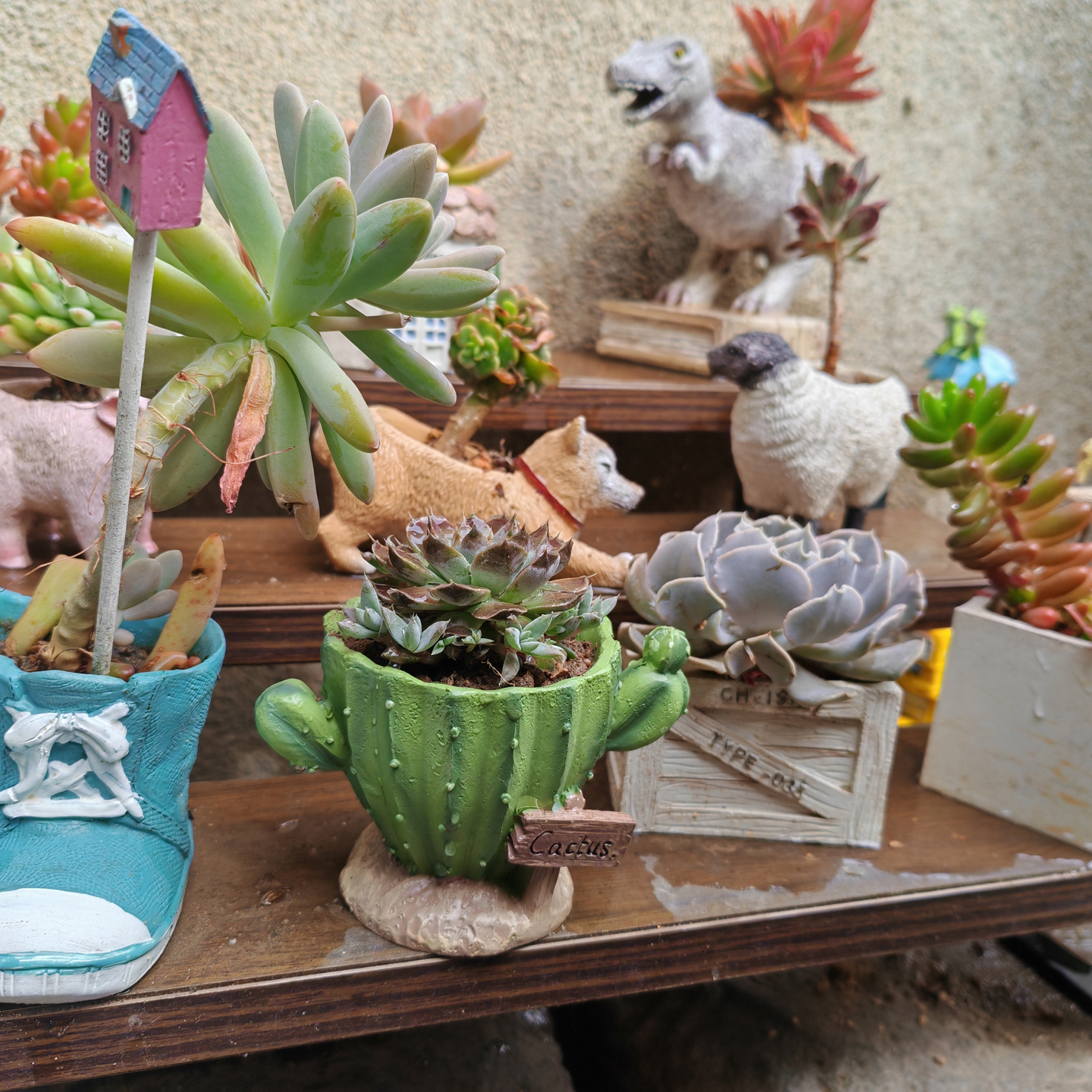 Cactus Flower Planter Pot Cute - Cactus Mix Pot review and price