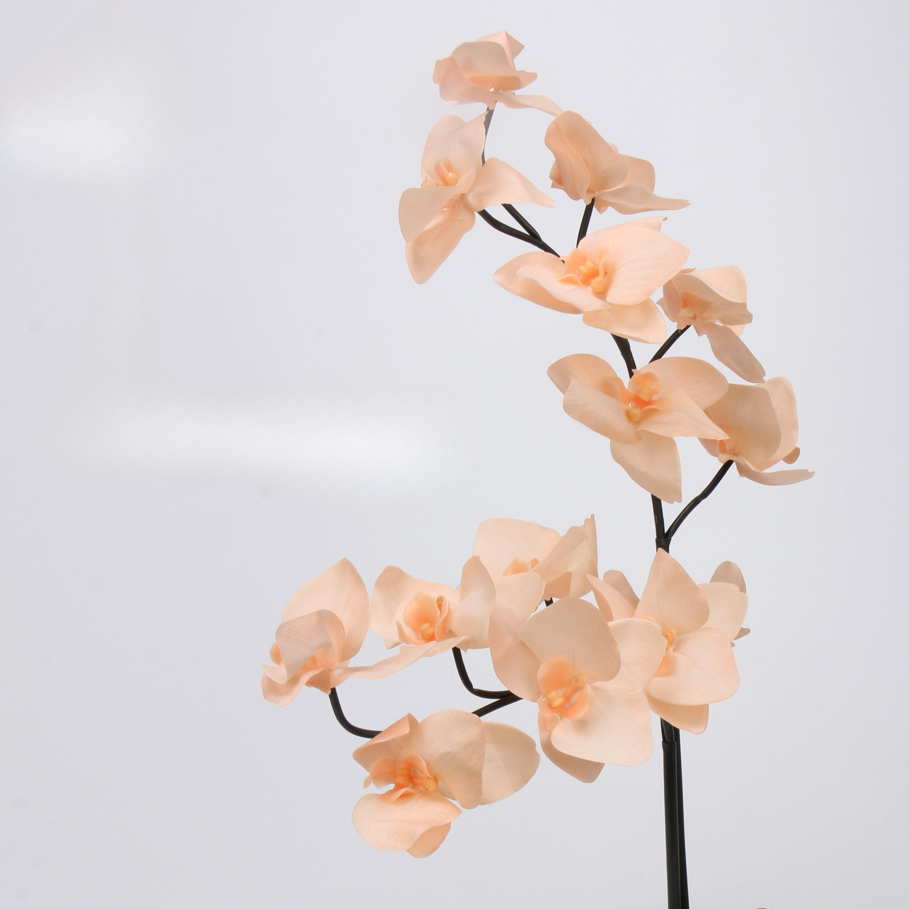 2pc 65cm TPE Phalaenopsis Orch - Orchid Phalaenopsis review and price