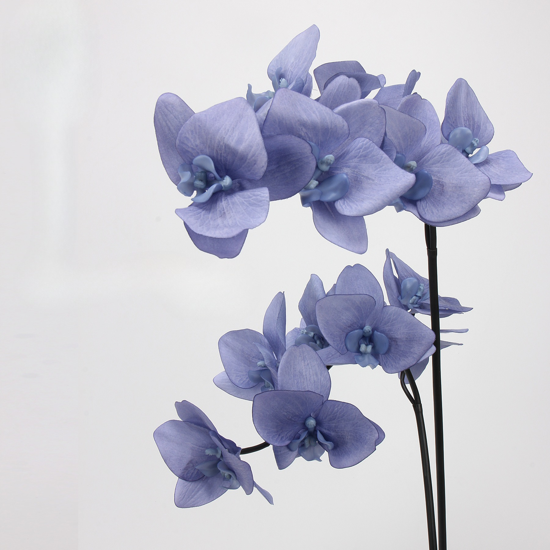 2pc 65cm TPE Phalaenopsis Orch - Orchid Phalaenopsis review and price