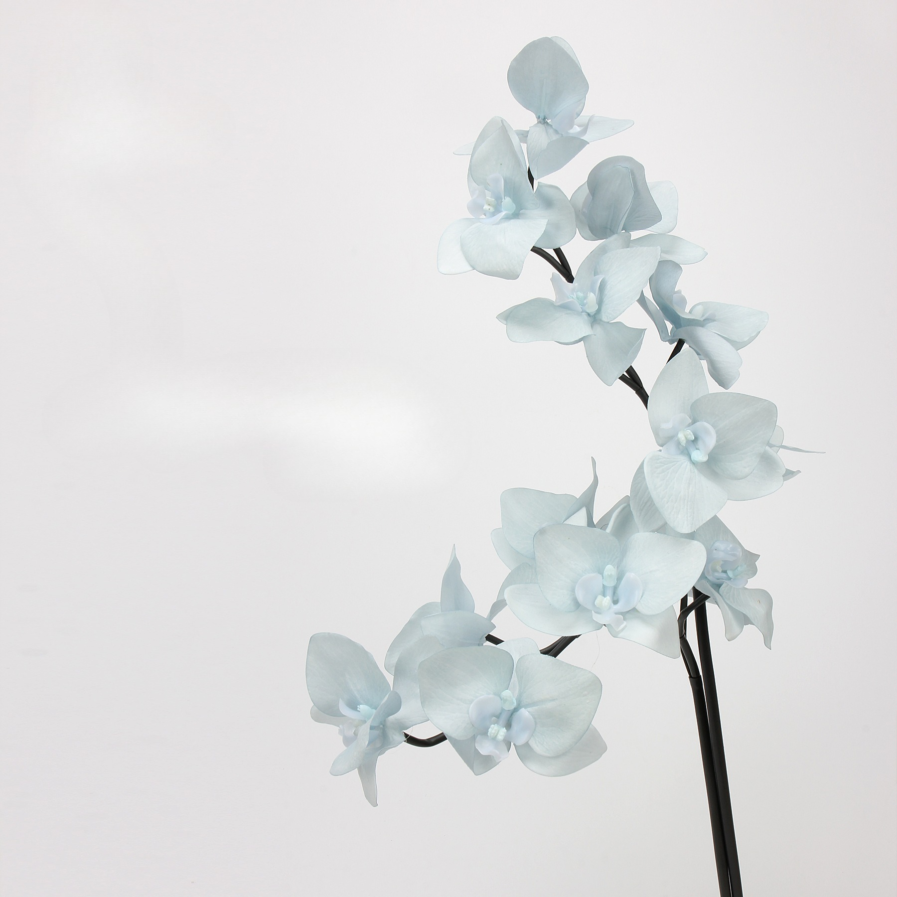 2pc 65cm TPE Phalaenopsis Orch - Orchid Phalaenopsis review and price