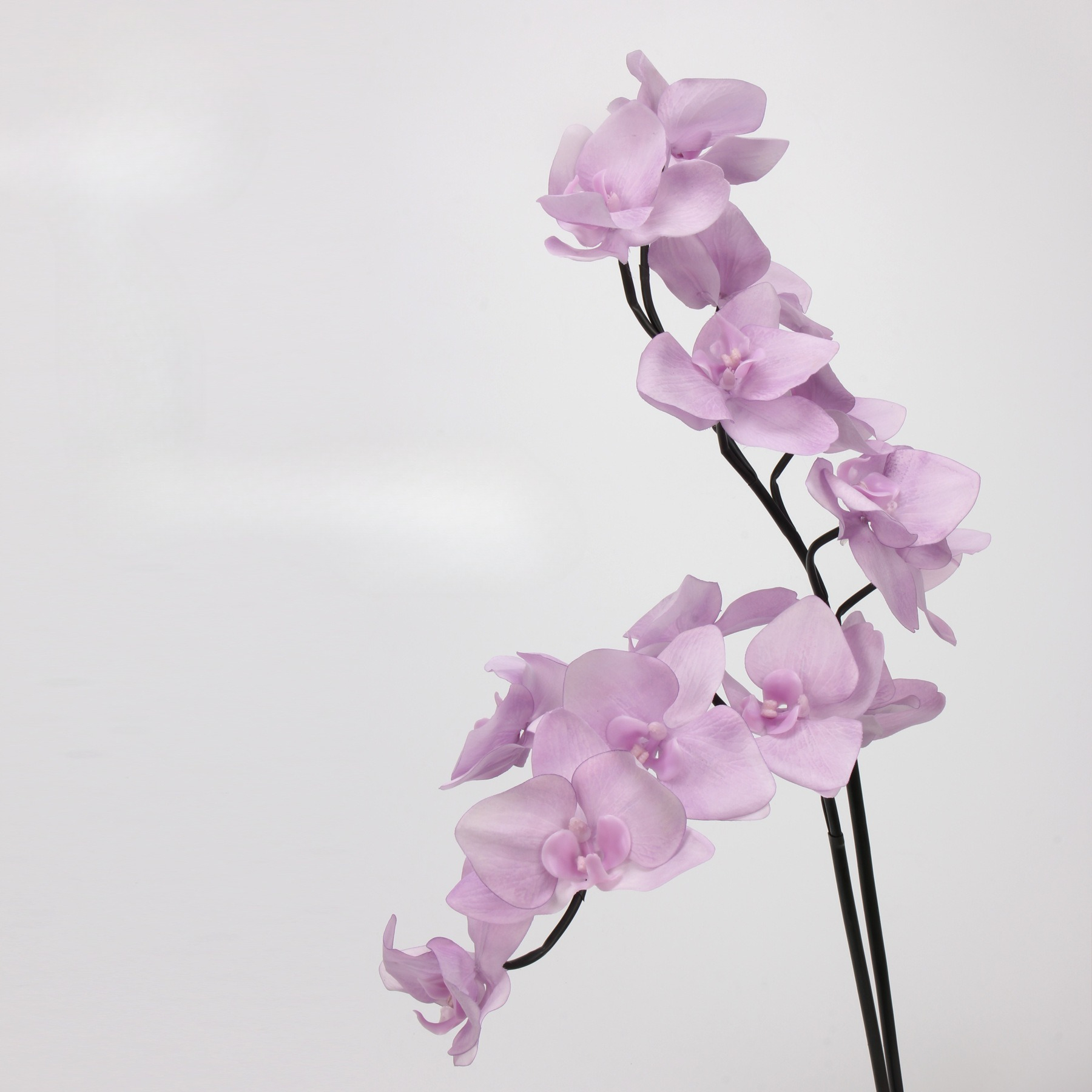 2pc 65cm TPE Phalaenopsis Orch - Orchid Phalaenopsis review and price