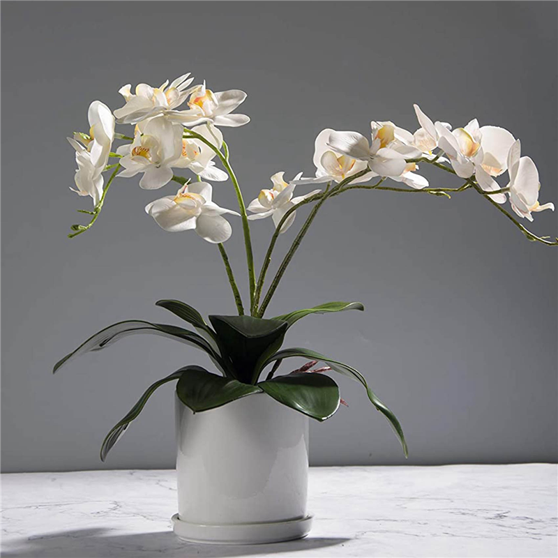 AB45 Phalaenopsis Orchids Leav - Orchid Phalaenopsis review and price