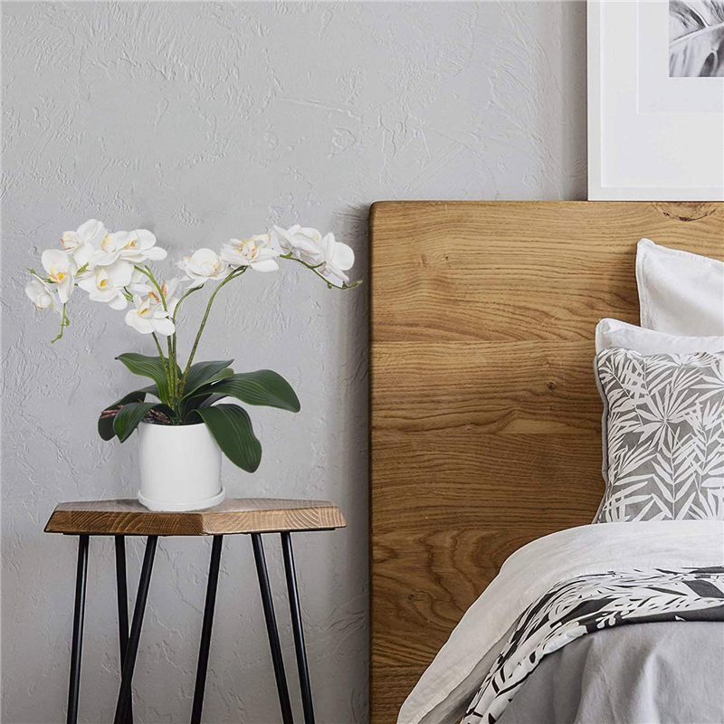 AB45 Phalaenopsis Orchids Leav - Orchid Phalaenopsis review and price