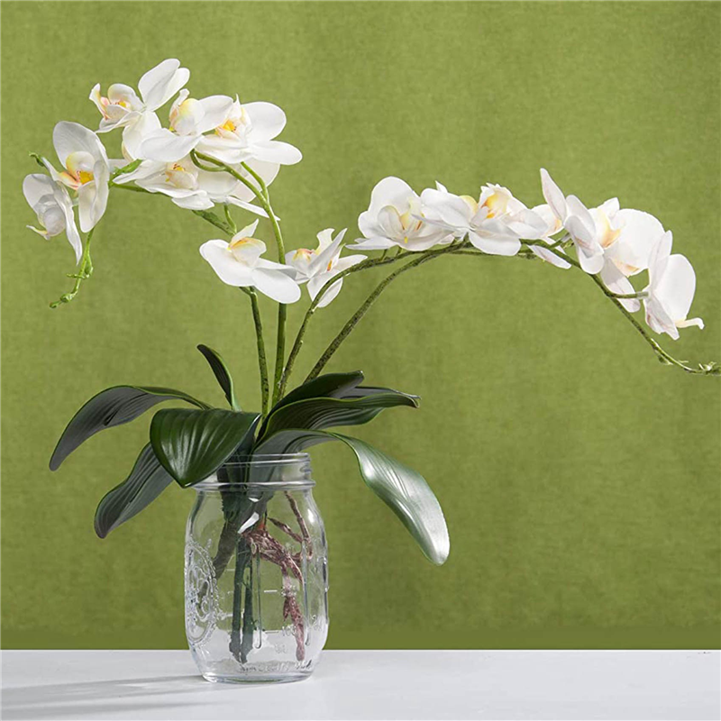 AB45 Phalaenopsis Orchids Leav - Orchid Phalaenopsis review and price