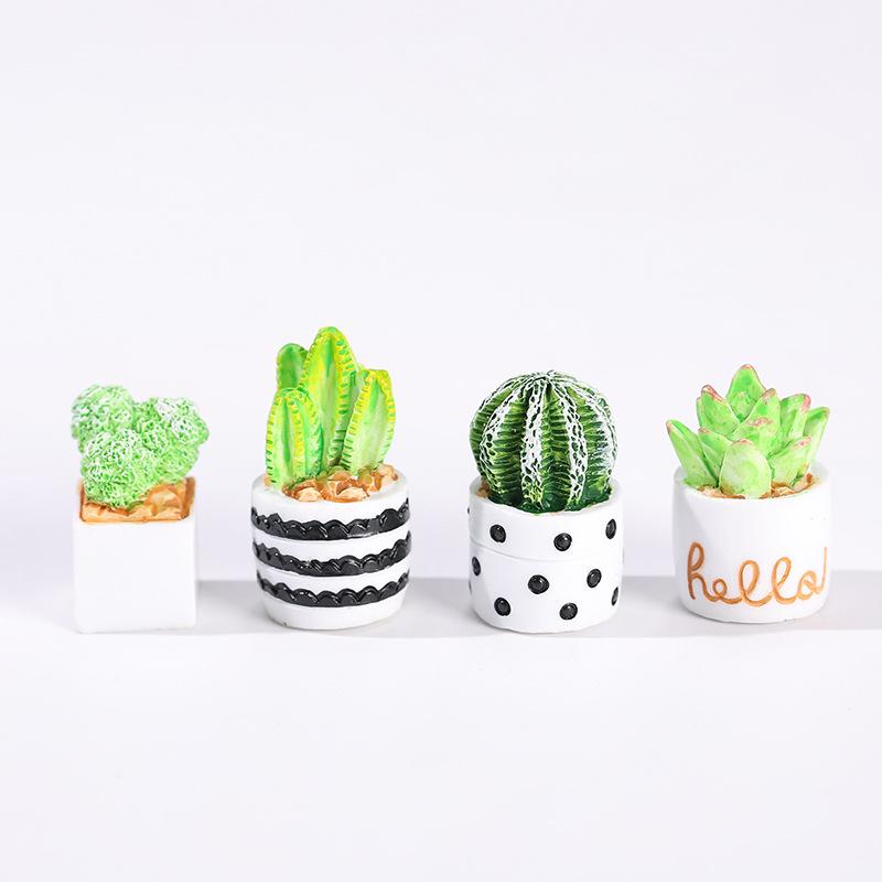 4-Piece Set of Cactus Succulen - Cactus Mix Pot review and price