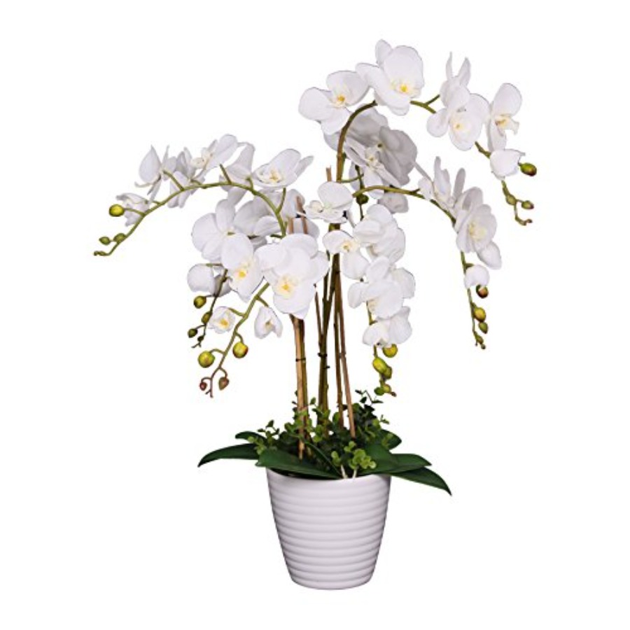691322320985 Unique and Gorgeo - Orchid Phalaenopsis review and price