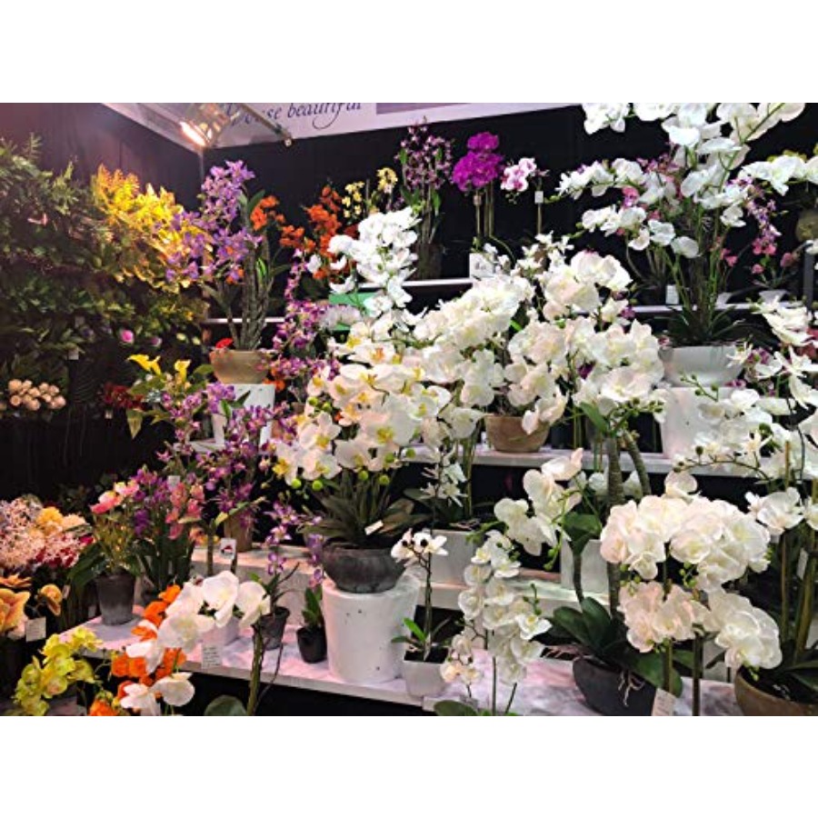 691322320985 Unique and Gorgeo - Orchid Phalaenopsis review and price