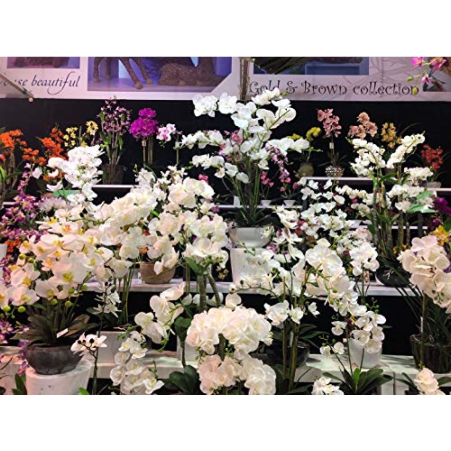 691322320985 Unique and Gorgeo - Orchid Phalaenopsis review and price