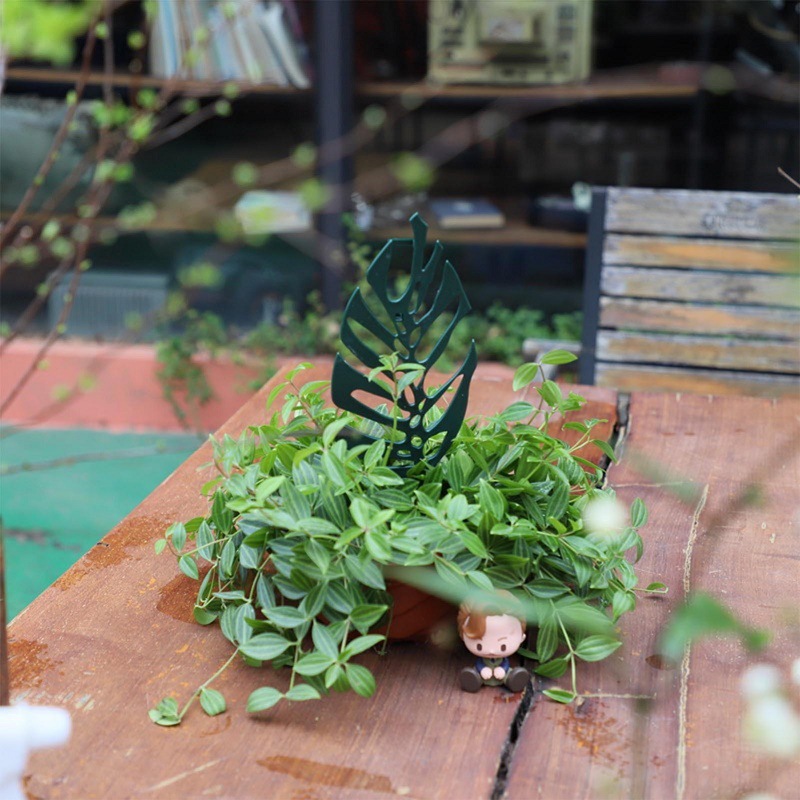 Plant Climbing Support Stand F - Cactus Mix Pot review and price