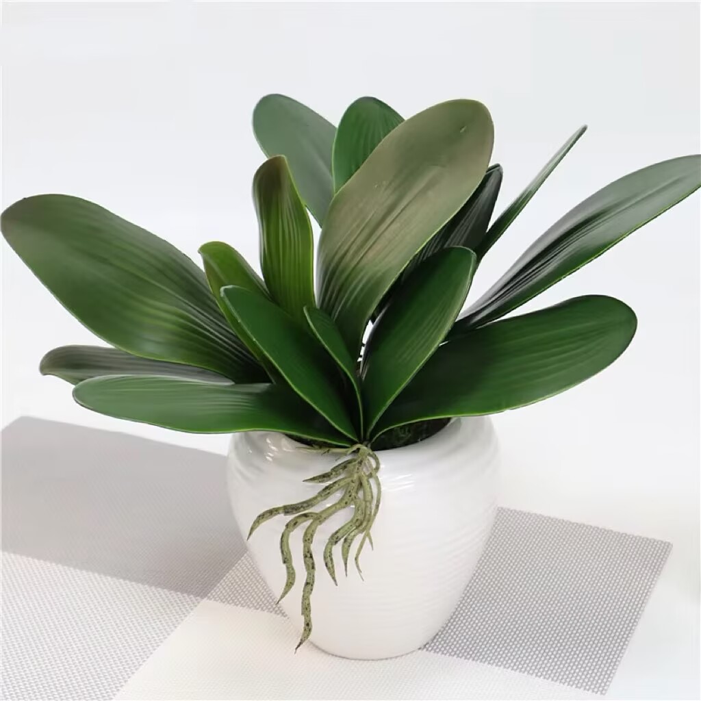 5 pieces of imitation orchid l - Orchid Phalaenopsis review and price